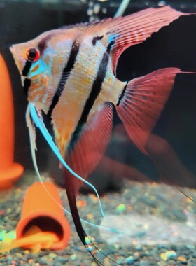 魔门斯卡神仙鱼热带观赏鱼宠物燕子鱼秘鲁喷点小型草缸淡水鱼鱼苗