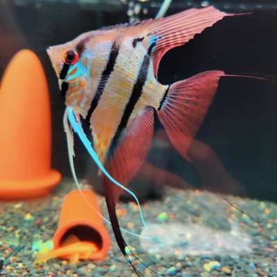 魔门斯卡神仙鱼热带观赏鱼宠物燕子鱼秘鲁喷点小型草缸淡水鱼鱼苗