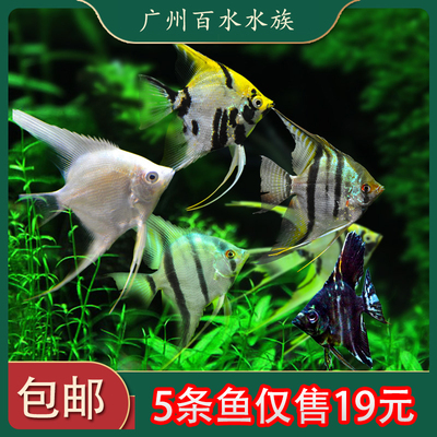 神仙鱼热带鱼淡水好养鱼苗