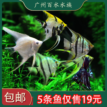 神仙鱼活鱼大型燕鱼秘鲁三色热带观赏鱼小型淡水好养七彩神仙鱼苗