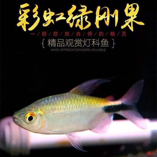 刚果美人刚果二线霓虹彩虹绿刚果扯旗鱼南美缸草缸群游热带观赏鱼