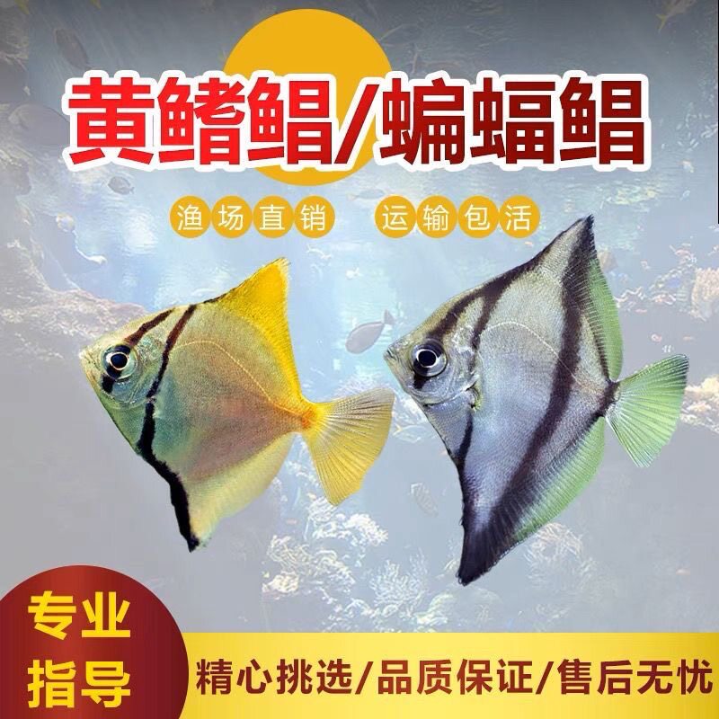 蝙蝠鲳黄鳍鲳鱼银大眼鲳珊瑚神仙鱼热带观赏鱼群游鱼活体淡水鱼