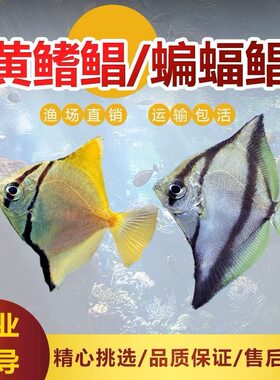 蝙蝠鲳黄鳍鲳鱼银大眼鲳珊瑚神仙鱼热带观赏鱼群游鱼活体淡水鱼