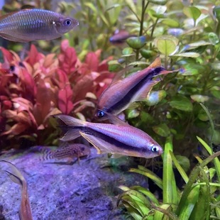 帝王灯鱼小型热带观赏淡水鱼黄金帝王黑帝王水草缸淡水灯科鱼群游