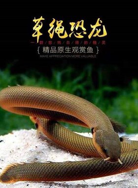 草绳恐龙鱼九角龙热带鱼活体鱼热带观赏淡水鱼水族宠物鱼古代鱼