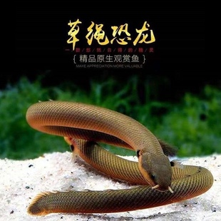 草绳恐龙鱼九角龙热带鱼活体鱼热带观赏淡水鱼水族宠物鱼古代鱼