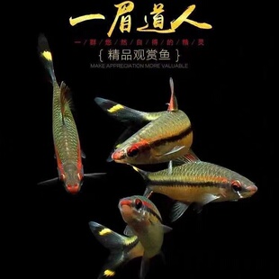 野一眉道人鱼红眉灯科鱼小型淡水草缸群游好养易活热带观赏鱼活体