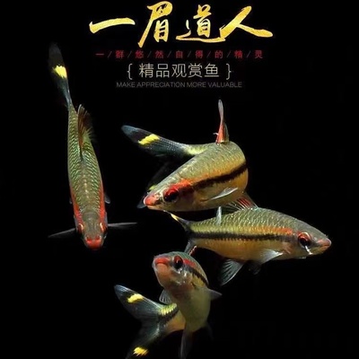 一眉淡水鱼群游小型鱼好养