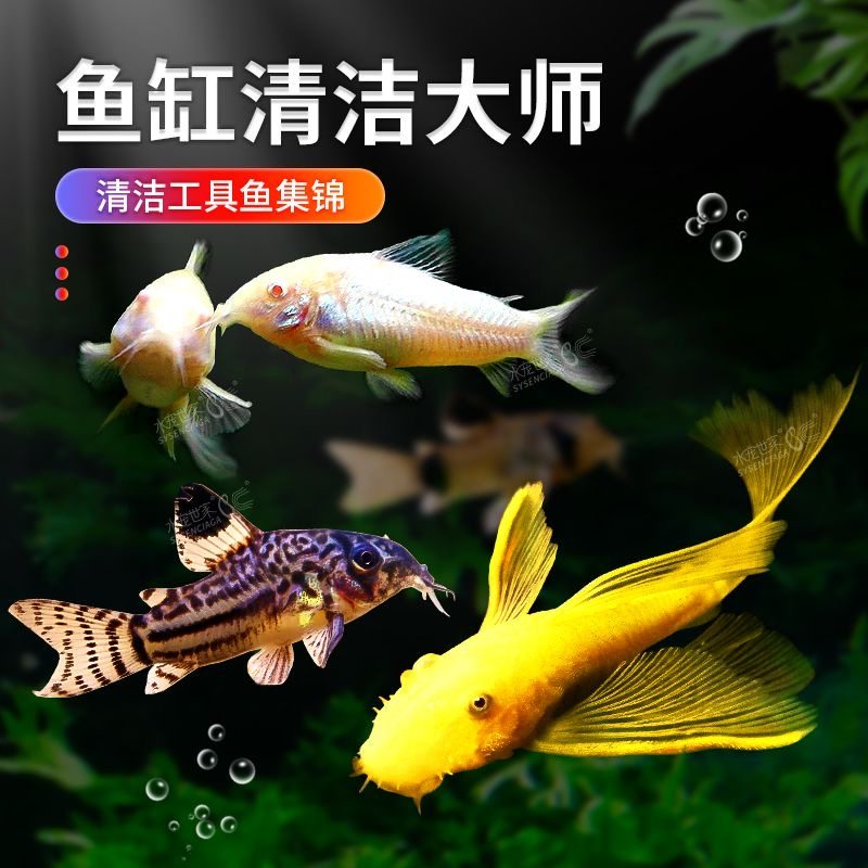 底栖鱼清道夫垃圾白老鼠除藻熊猫珍珠金苔鼠清洁观赏热带宠物活体