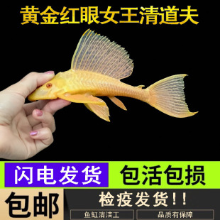 黄金红眼女王清道夫大帆女皇活体大型小型吃垃圾异型鱼热带观赏鱼