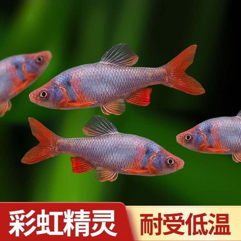 卢伦真小鲤彩虹精灵鱼北美原生耐寒冷水鱼淡水群游宠物观赏鱼活体