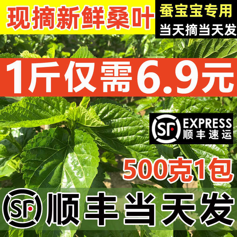 【顺丰当天发】新鲜桑叶学生养蚕宝宝套装春蚕卵桑树叶嫩桑叶喂蚕