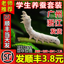 活体蚕卵籽种幼蚕12龄新鲜桑叶 蚕宝宝学生养蚕套装 顺丰当天发