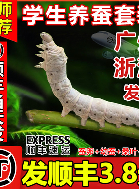 【顺丰当天发】蚕宝宝学生养蚕套装活体蚕卵籽幼虫12龄新鲜桑叶