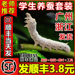 【顺丰当天发】蚕宝宝养蚕套装