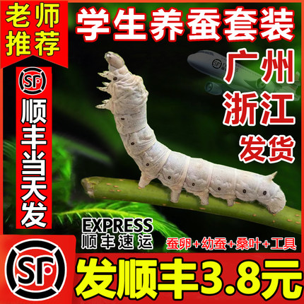 【顺丰当天发】蚕宝宝学生养蚕套装活体蚕卵籽幼虫12龄新鲜桑叶