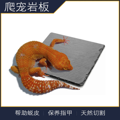 爬宠爬虫岩板豹纹肥尾睫角守宫
