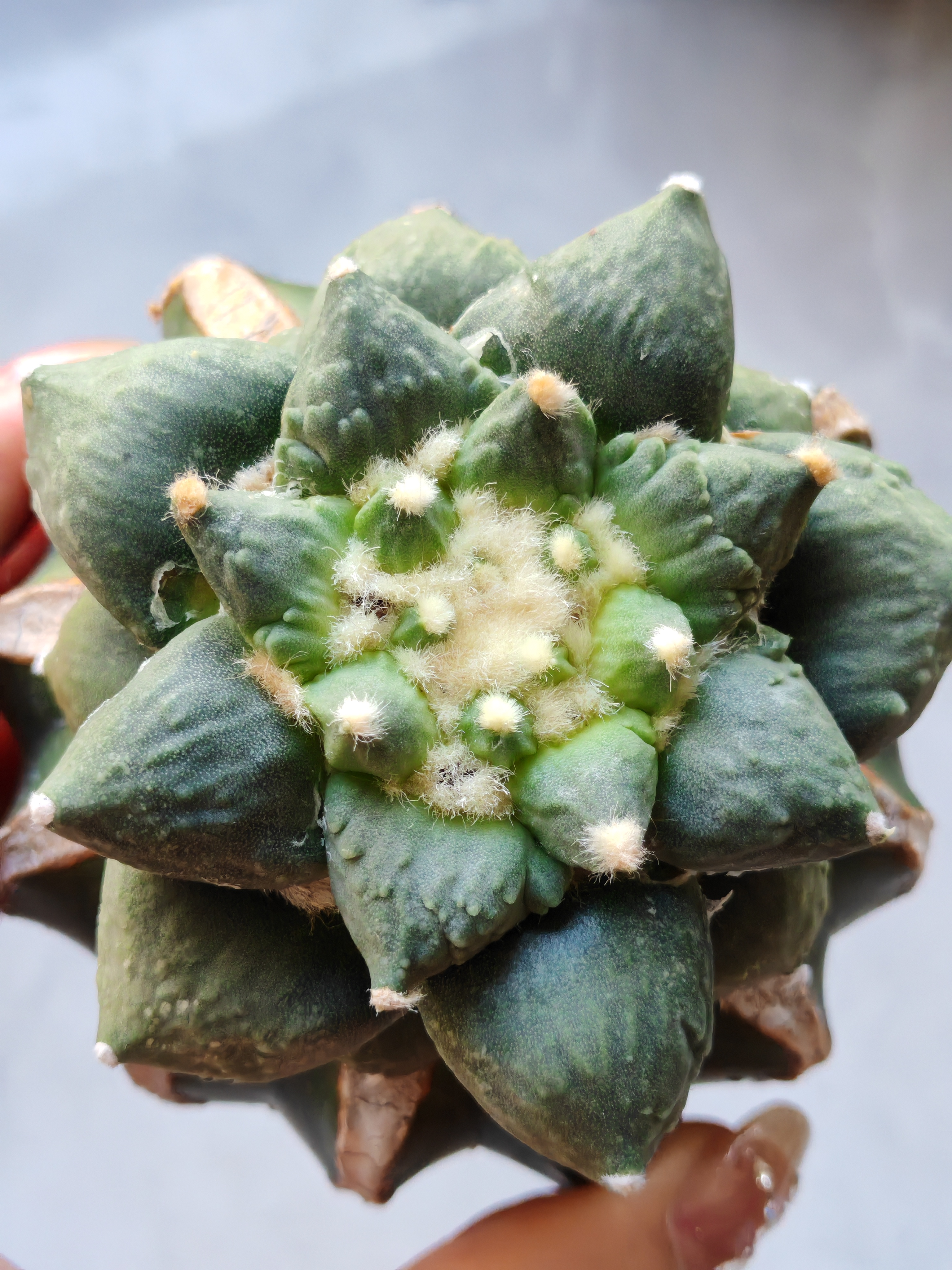 青瓷怒涛牡丹草球嫁接7.3公分  苗接牡丹袖蒲嫁接仙人球一物一拍