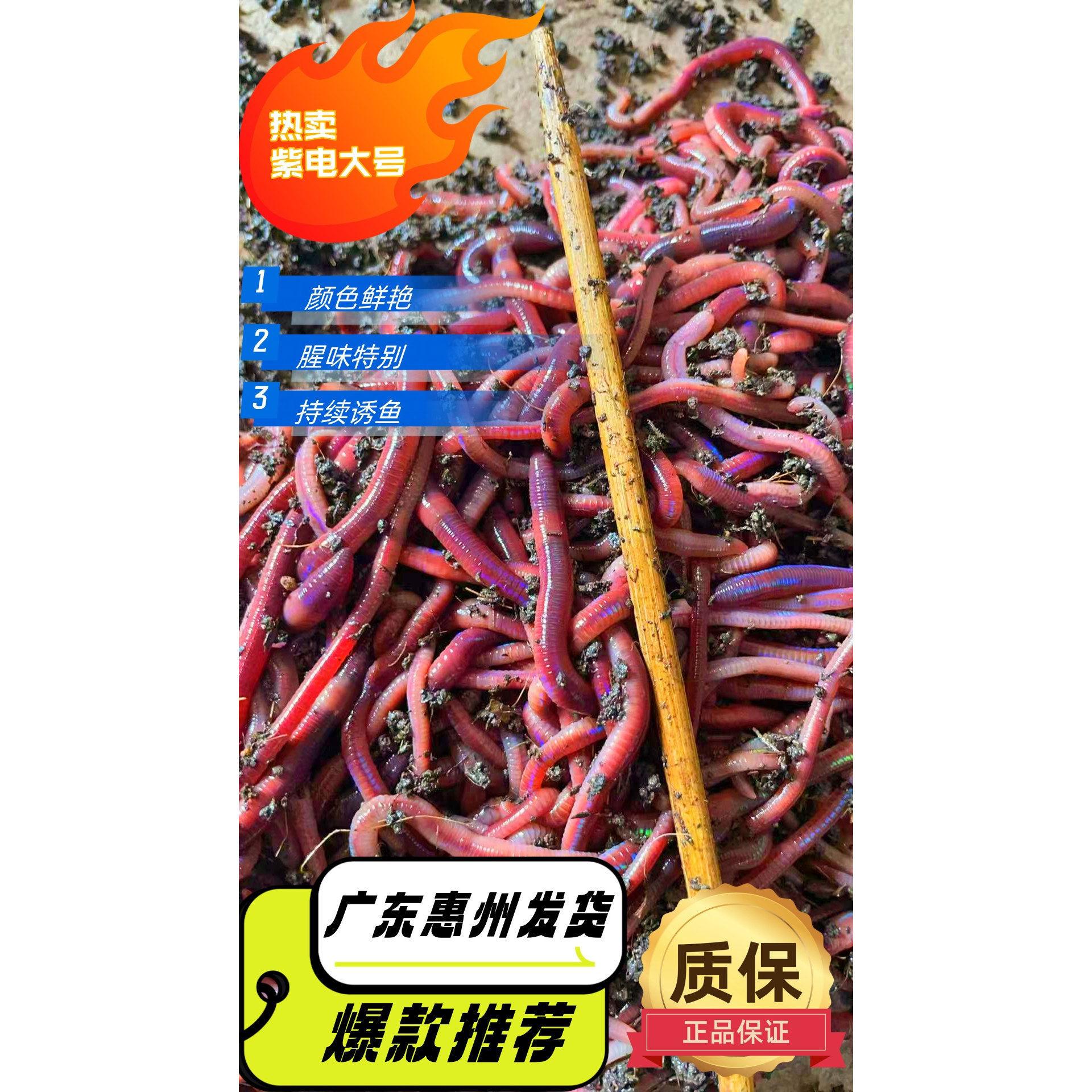 鲜活红大号蚯蚓腥蚯蚓钓鱼活饵钓黄鳝鲫鱼活体饵料紫蚯蚓大蚯蚓