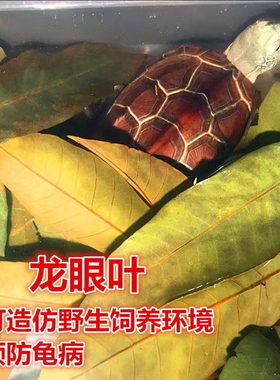 龙眼叶养龟预防腐皮免煮南美缸造景躲避草乌龟专用用品龙眼叶大片