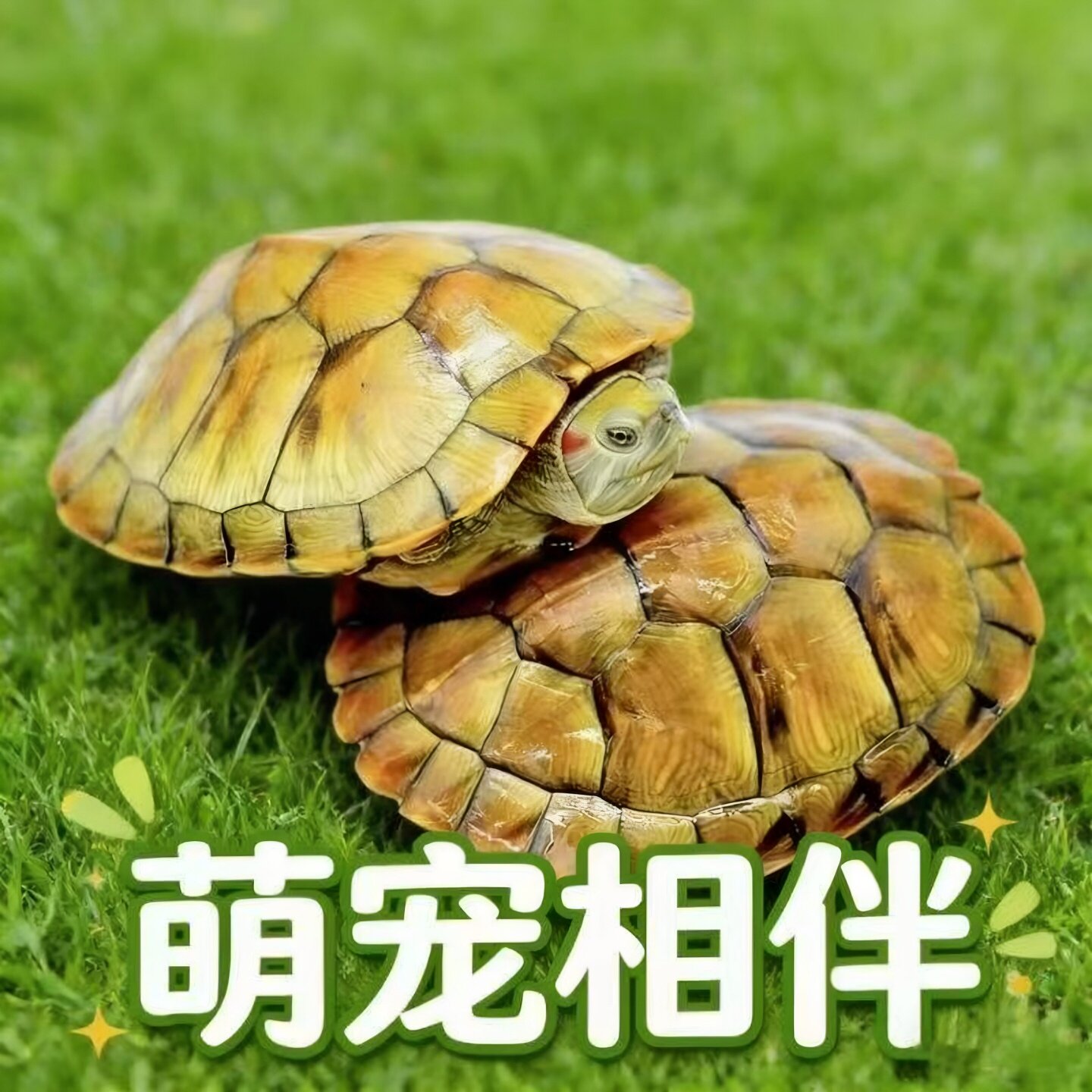 乌龟活物巴西龟情侣黄金龟仔宠物观赏适合家养的好养活体小乌龟苗