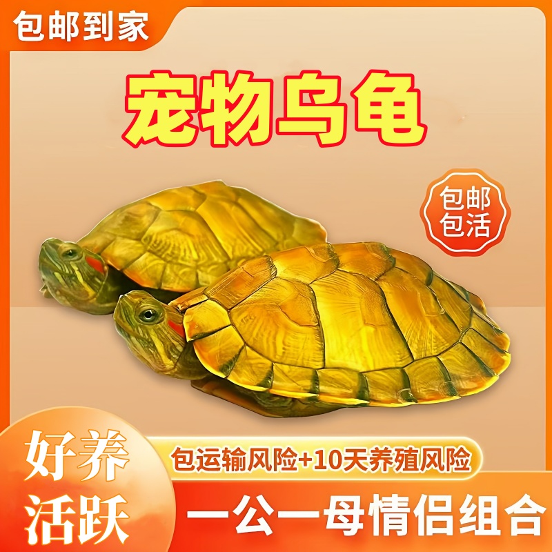 乌龟活物大巴西龟活体宠物龟
