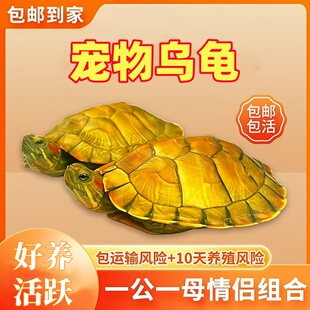 乌龟活物大巴西龟活体宠物龟长寿观赏龟绿色小彩龟水龟活物红耳龟