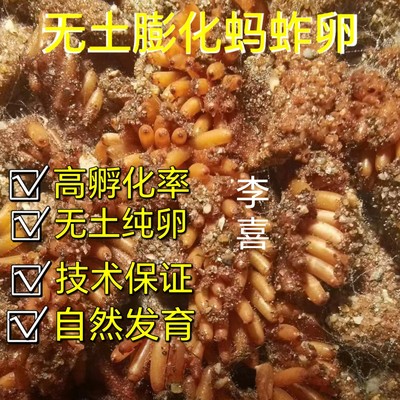 无土膨化蚂蚱纯卵东亚飞蝗种苗蚱蜢卵发育好的蚂蚱卵出苗率高孵化