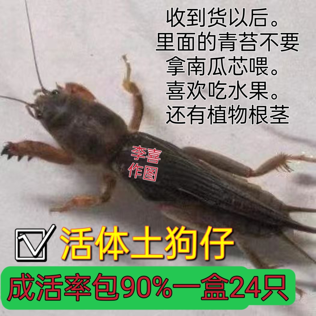 活体虫野外采集蝼蛄虫土狗虫土狗仔画眉鸟食钓鱼虫梧鼠蝼蝈天蝼虫
