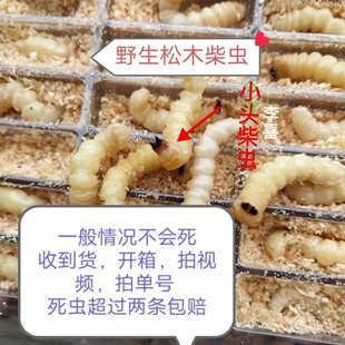 贵州新鲜活体松树小头柴虫大头活虫活食画眉鸟打鸟食鸟粮鸟饲料鸟