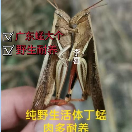 丁蜢蚂蚱画眉鸟丁蜢大个好养耐养