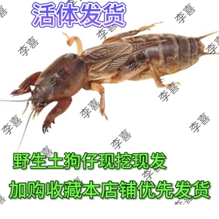 纯野生新鲜土狗虫活体现挖现发蝲蝲蛄蝼蛄土狗儿喂画眉鸟活食鸟食
