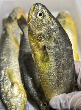 台州东海野化海捕黄花鱼深水小黄鱼海鲜水产鲜活冷冻2斤顺丰快递