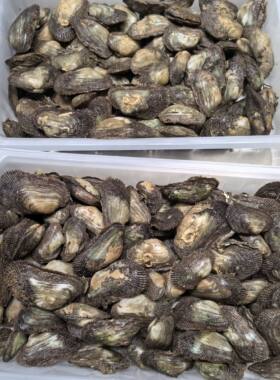 台州东海海螺野生生青壳新鲜海边岩石上采摘2斤江浙沪顺丰包邮