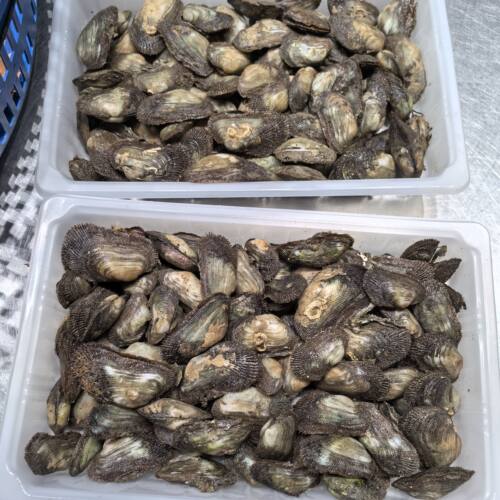 台州东海海螺野生生青壳新鲜海边岩石上采摘2斤江浙沪顺丰包邮