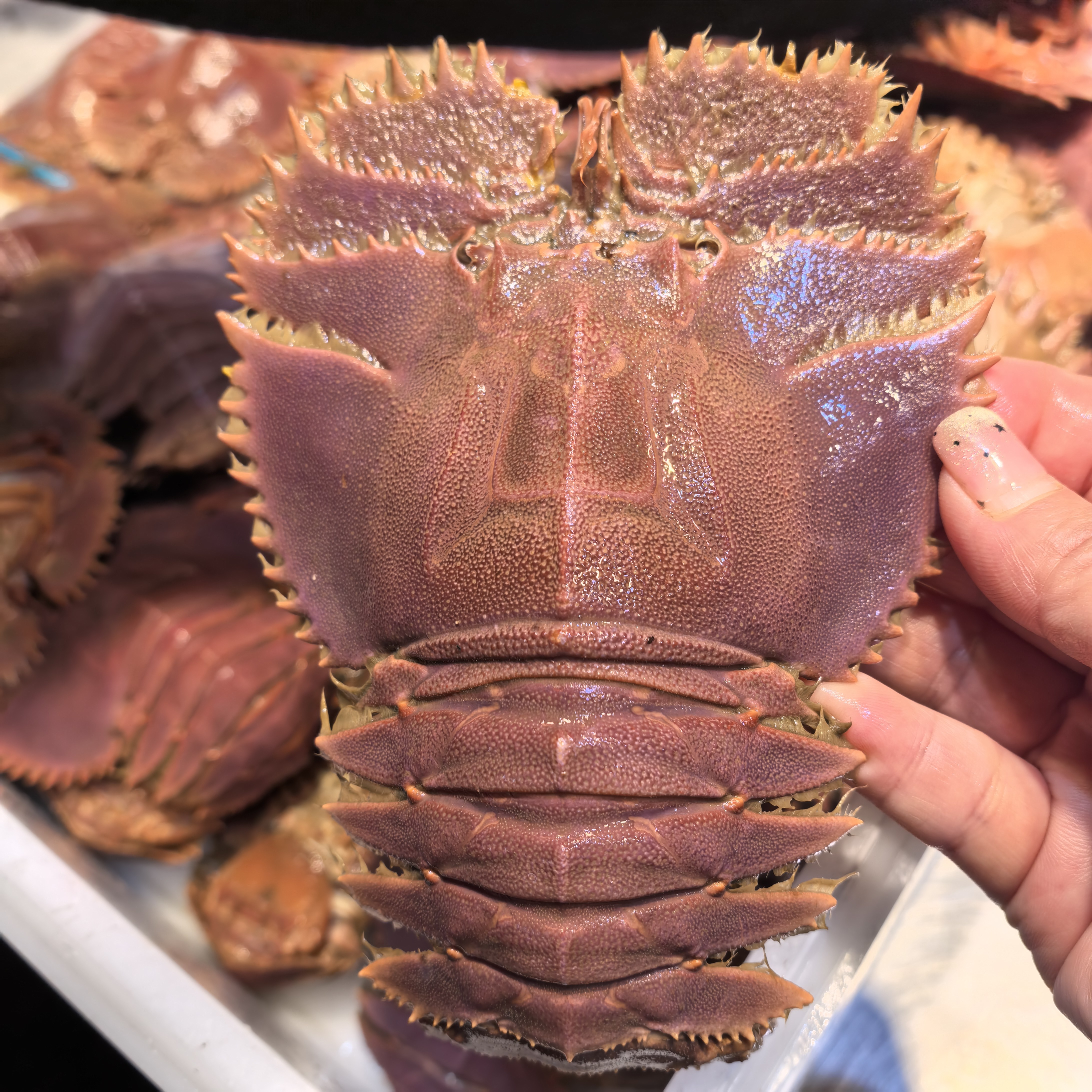 台州特色纯野生海鲜新鲜海捕超大琵琶虾弹弹虾鲜活充氧发出1斤