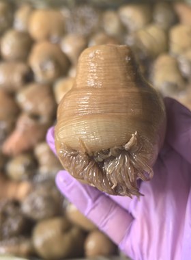 沙蒜台州松门海鲜野生大沙蒜海葵海花一份2斤鲜活发顺丰沙蒜豆面