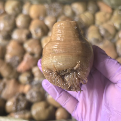 台州松门海鲜野生大沙蒜海葵海花一份2斤鲜活发顺丰沙蒜豆面商用