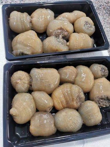 台州松门海鲜野生大沙蒜海葵海花一份2斤鲜活发顺丰沙蒜豆面商用