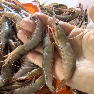 台州东海海捕硬壳虾鹰爪虾箭虾海虾滑皮虾2斤江浙沪顺丰包邮