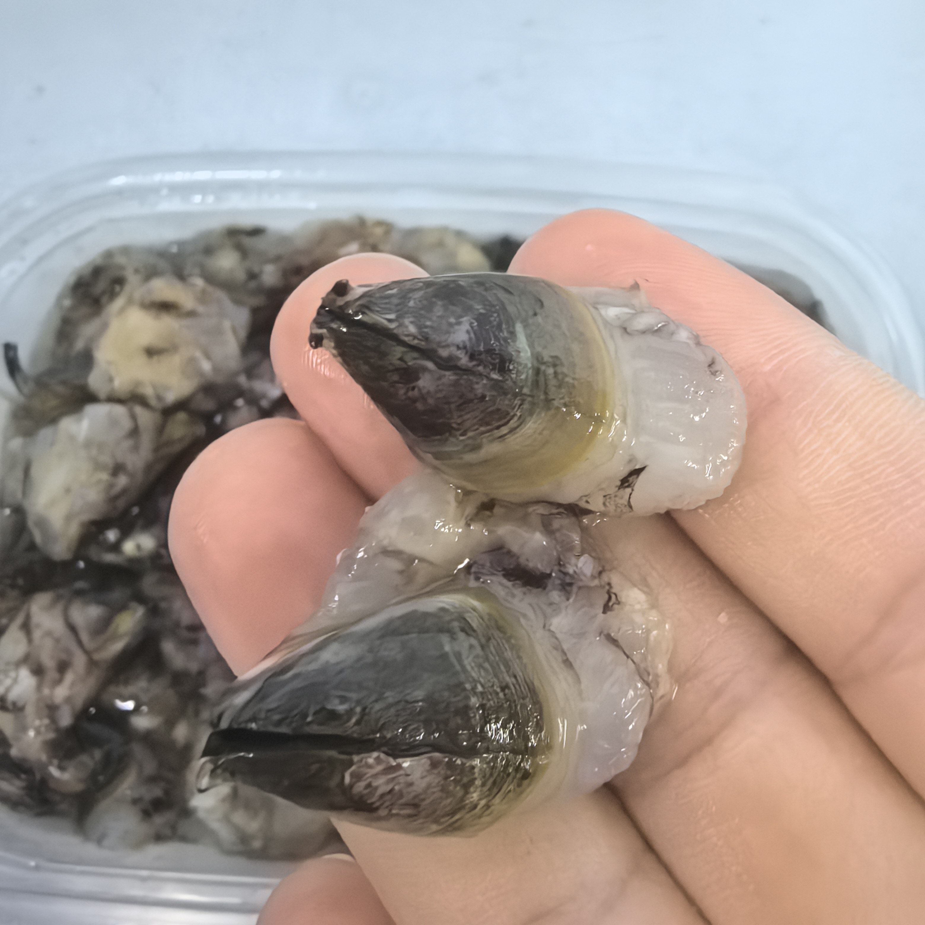 台州特色纯野生海鲜新鲜藤壶肉雀嘴顺丰江浙沪包邮图片