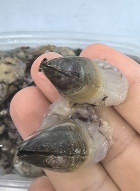 台州特色纯野生海鲜新鲜藤壶肉雀嘴顺丰江浙沪包邮