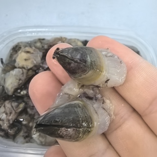 台州特色纯野生海鲜新鲜藤壶肉雀嘴顺丰江浙沪包邮