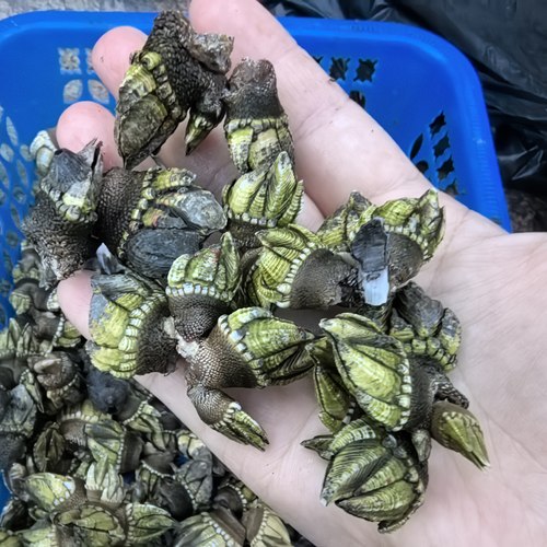 台州本地观音手佛手螺鬼爪螺鸡爪螺海鲜鸡脚螺狗爪螺鹅颈藤壶