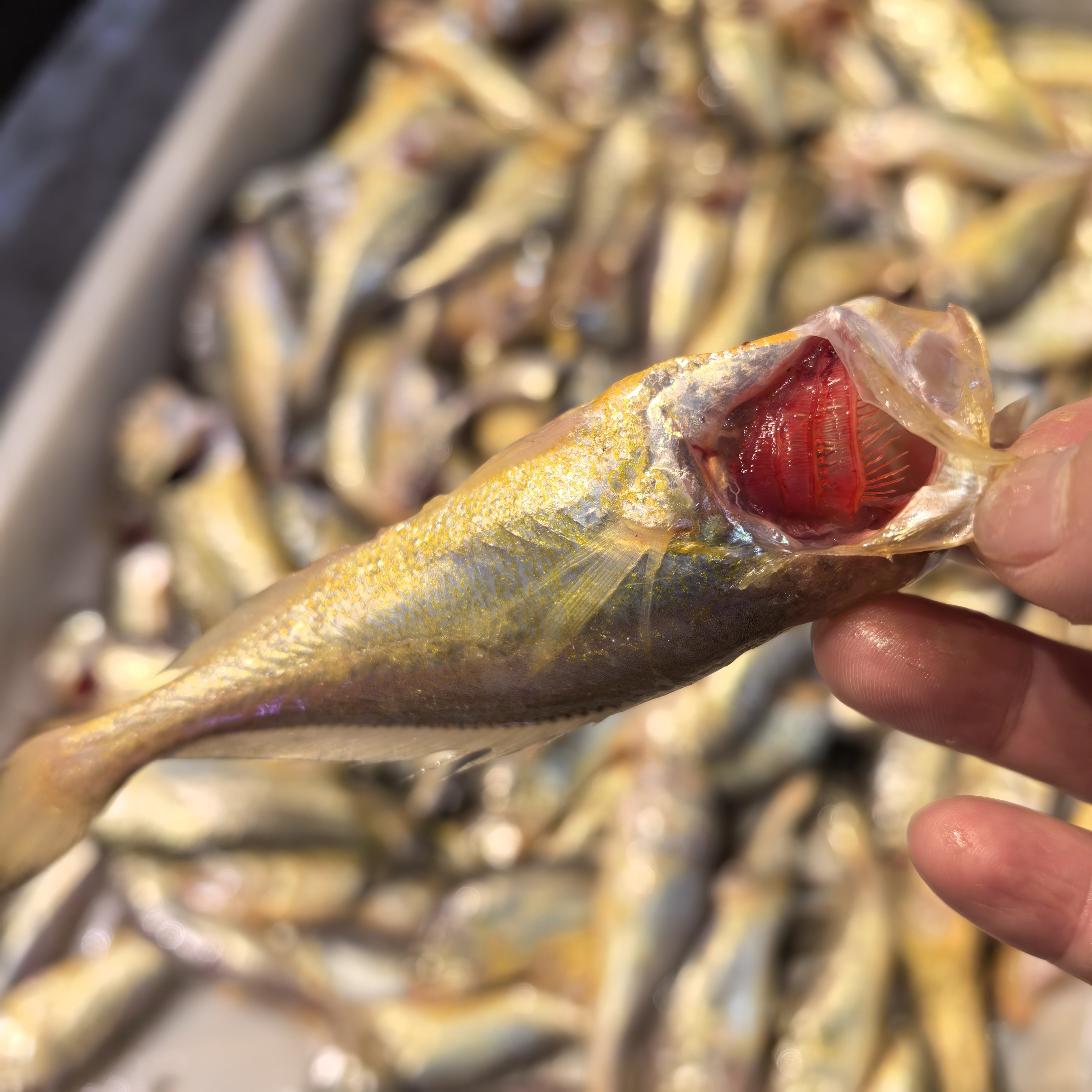 台州东海海鲜小网当天海捕梅童鱼梅子鱼黄梅童小眼大头梅顺丰