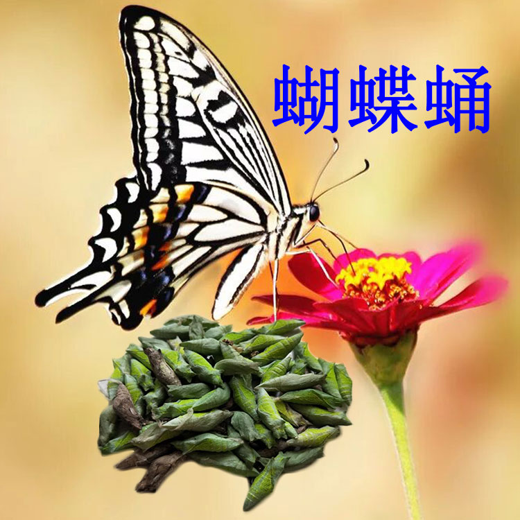 蝴蝶蛹玉带凤蝶幼虫玉带凤蝶蛹 柑橘蝴蝶蛹 活体蝴蝶