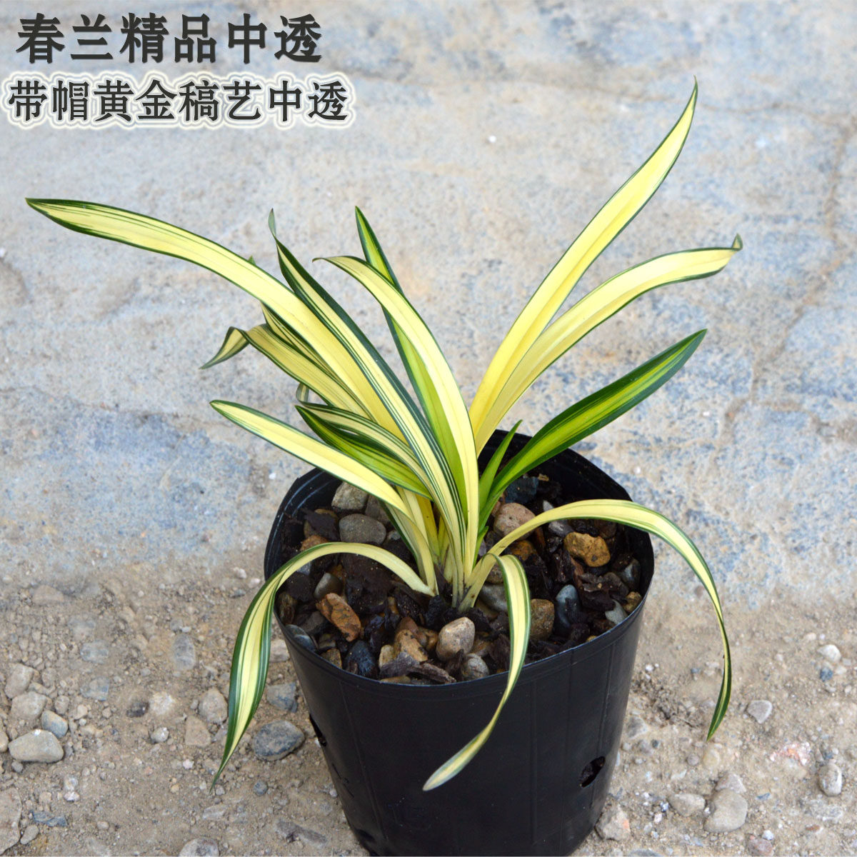 新品矮种春兰黄金中透艺兰花苗  金黄线艺室内观叶绿植盆栽花卉