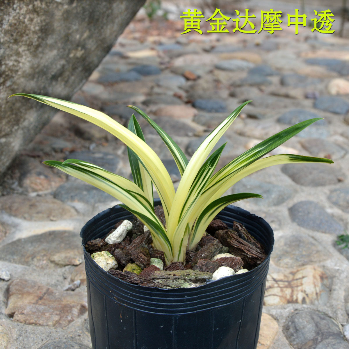 矮种名贵兰花 墨兰老种黄金达摩中透叶艺 好养 不带花苞 盆栽花卉