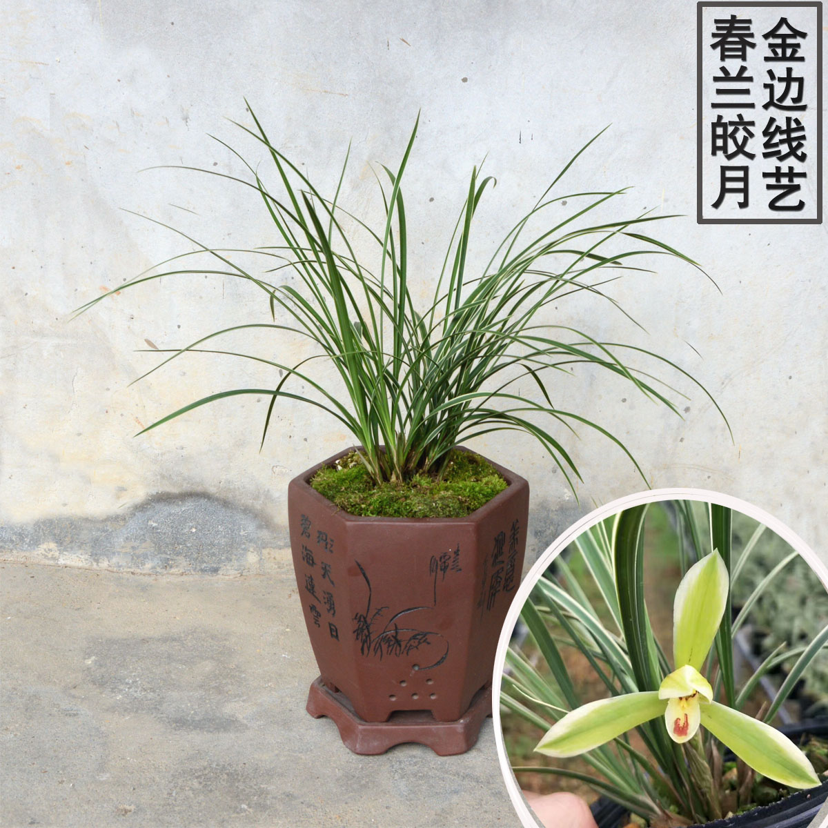春兰皎月 金边线艺 兰花苗 细叶金边带花苞室内绿植盆栽花卉包邮