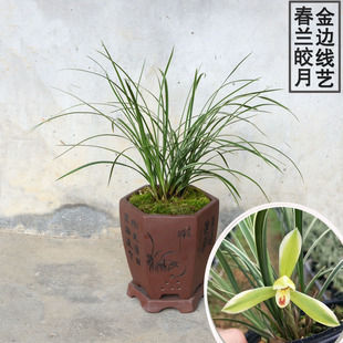 春兰皎月 金边线艺 兰花苗 细叶金边带花苞室内绿植盆栽花卉包邮